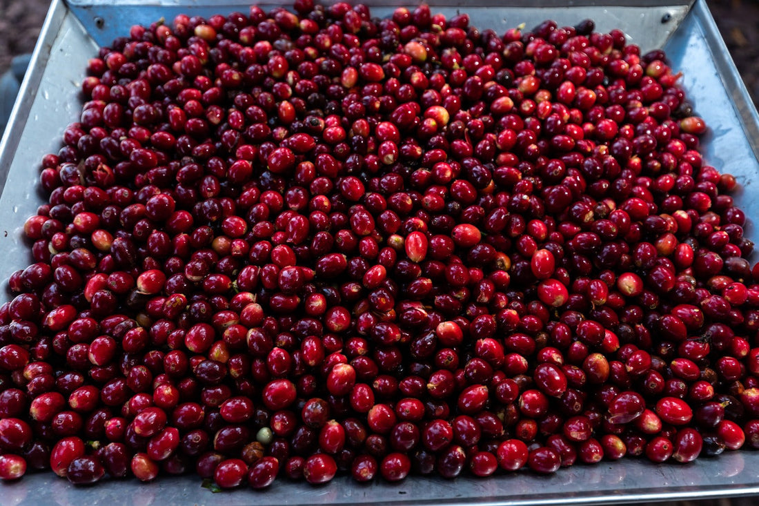 Geisha - Finca Cayetano Fernandez